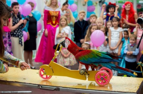 шоу попугаев на детский праздник